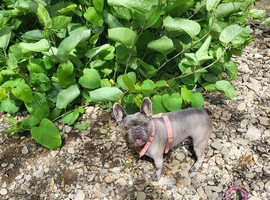 Frenchy x American pocket bully