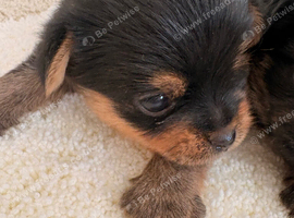 Pom X Yorkie 2 availbe