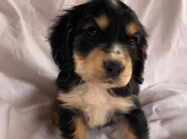 One girl left Blue&Lemon roan English show type cocker spaniels