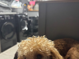 Tiny toy poodle female