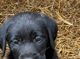 Pure yellow and black Labradors ready now.
