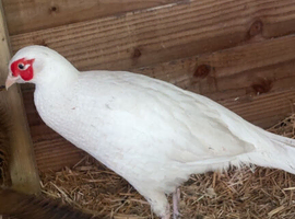 White pheasant