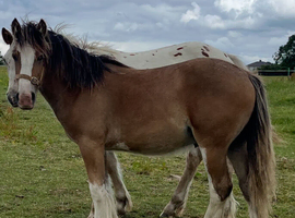 "Traditional" Bay Colt Cob/Heavy Horse