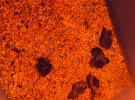 x5 baby quail on heat