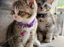 * Beautiful Scottish Straight Kittens for Sale