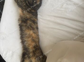 2 year old cat