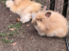 Full faced Angora