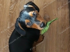 Jack Russell x dachshund