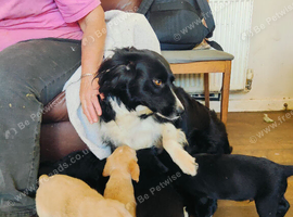 Collie x lab