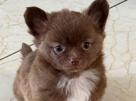 Long haired chihuahua boys