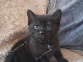 READY NOW!! Mixed bengal kittens for sale