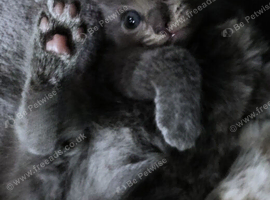 ABSOLUTELY BEAUTIFUL RUSSIAN BLUE KITTEN 8 WEEKS