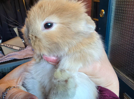 6 Baby Lion lops message me for more info