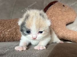 Stunning British Shorthair Kittens