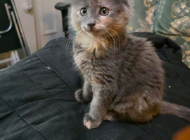 Maine Coon X