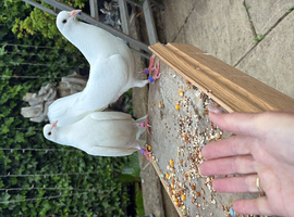 Looking for a Hen fantail pigeon