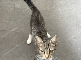 Female 1 year old cat