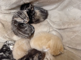 Lovely kittens