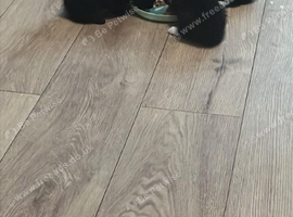 6 cute kittens