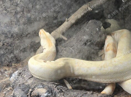 Boa Constrictors male