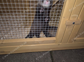 Jill ferret