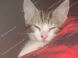 Kitten