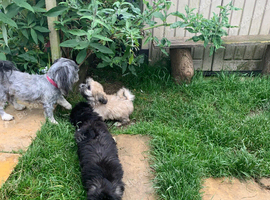 Adorable Lhasa Apso Boy puppies for sale