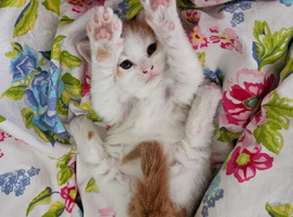 Kitten for sale
