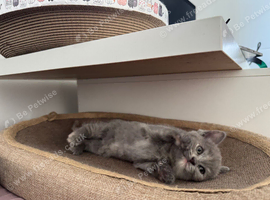 British shorthair mix kittens - cardiff