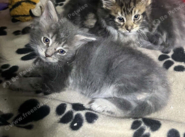 Maine coon pure American kittens