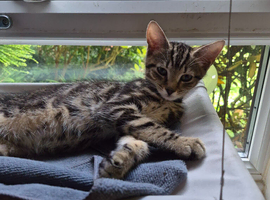Male bengal for sale