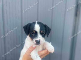 Parsons jack Russell