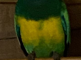 Port Lincoln hen