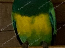 Port Lincoln hen