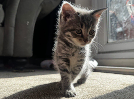 Beautiful Grey Tabby Female Kitten