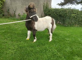 Shetland Mini Filly Foal