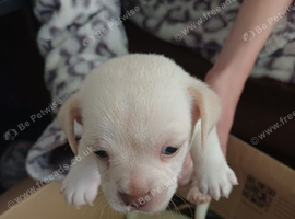Chug puppy boy
