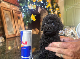 ABSOLUTELY GORGEOUS TINY BLACK TOY POODLE BOY PUPPY