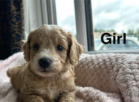 Beautiful  black & apricot cockapoo puppies