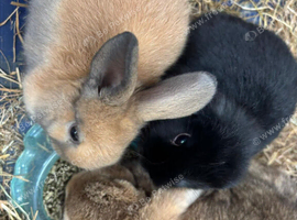 One Gorgeous Mini Lop Baby