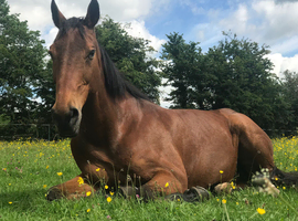 WANTED - Small adult's all-rounder / Riding Club horse or pony
