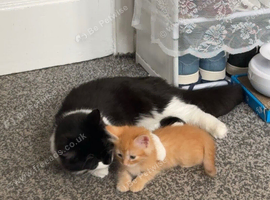 Looking for a longhair kitten