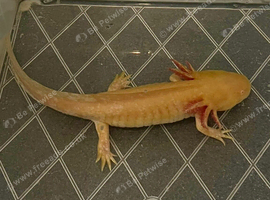 Axolotl For Sale