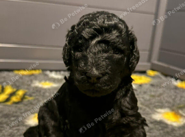 STANDARD POODLE FULLY HEALTH TESTED PARENTS