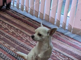 Lovely boy for sale