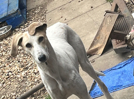 Male Saluki x Lurcher