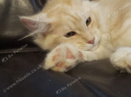Pure Maine Coon Kittens