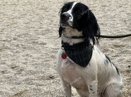 Beautiful sprocker puppies