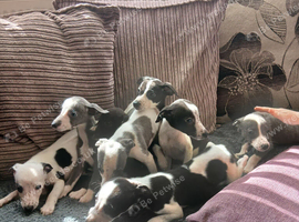 Whippet s