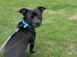 Billy, Chihuahua x Jack Russel